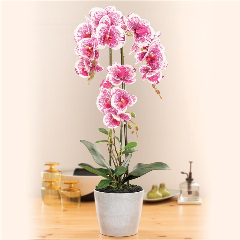 Pink Phalaenopsis in White Ceramic Pot
