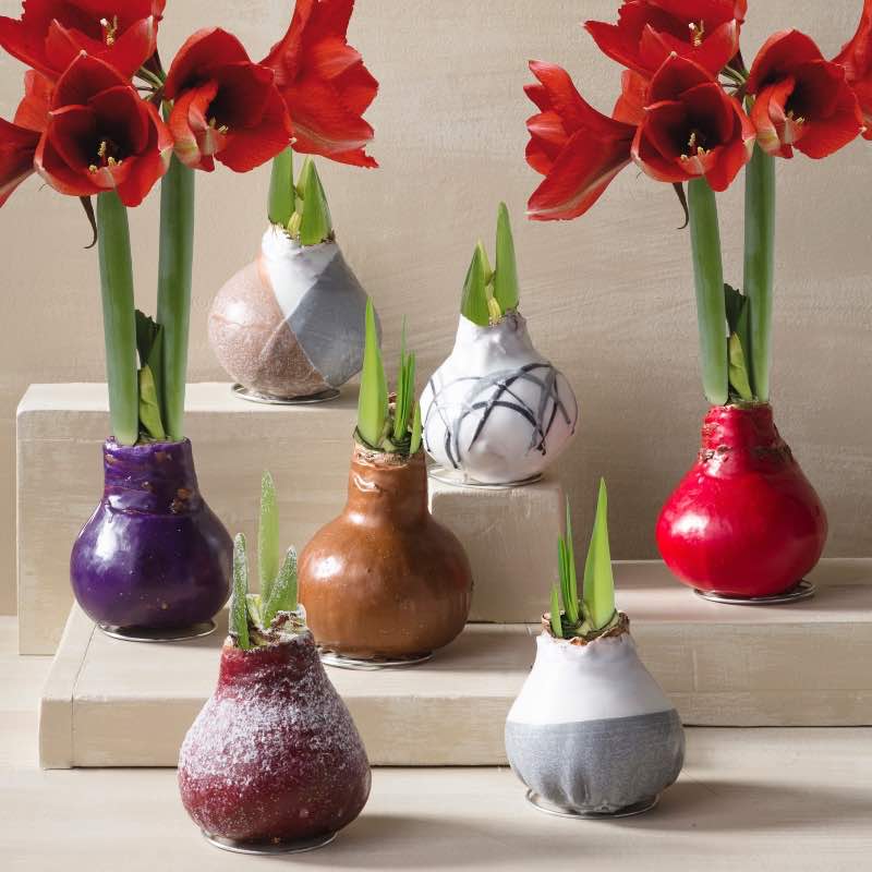 Pre-Blooming Bulb Amaryllis Bulb (Copper w/Gray)